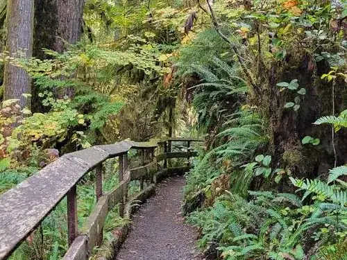 Narrow gravel trail with a mossy wooden railing winding through ferns and tall trees in Bresemann Forest