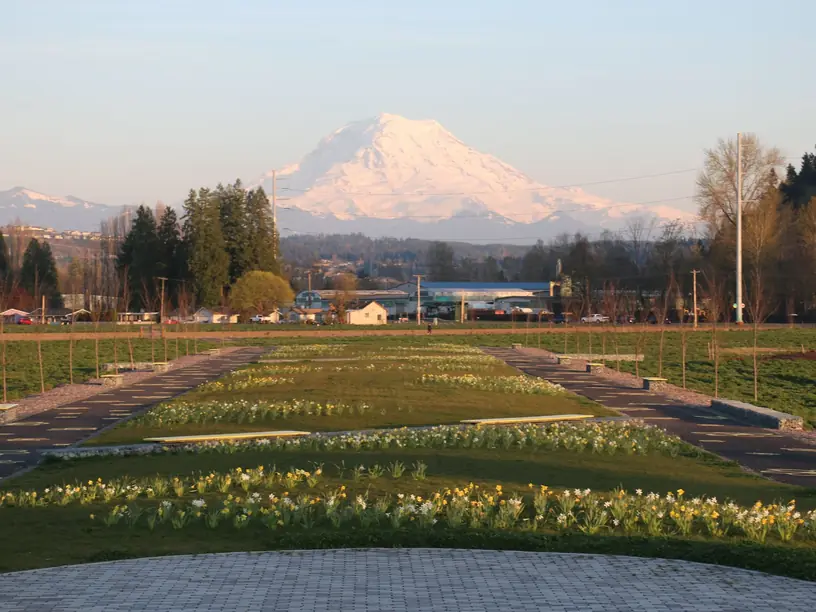 Rows of daffodils and paved paths in a spring field with snow-covered Mount Rainier in the distance